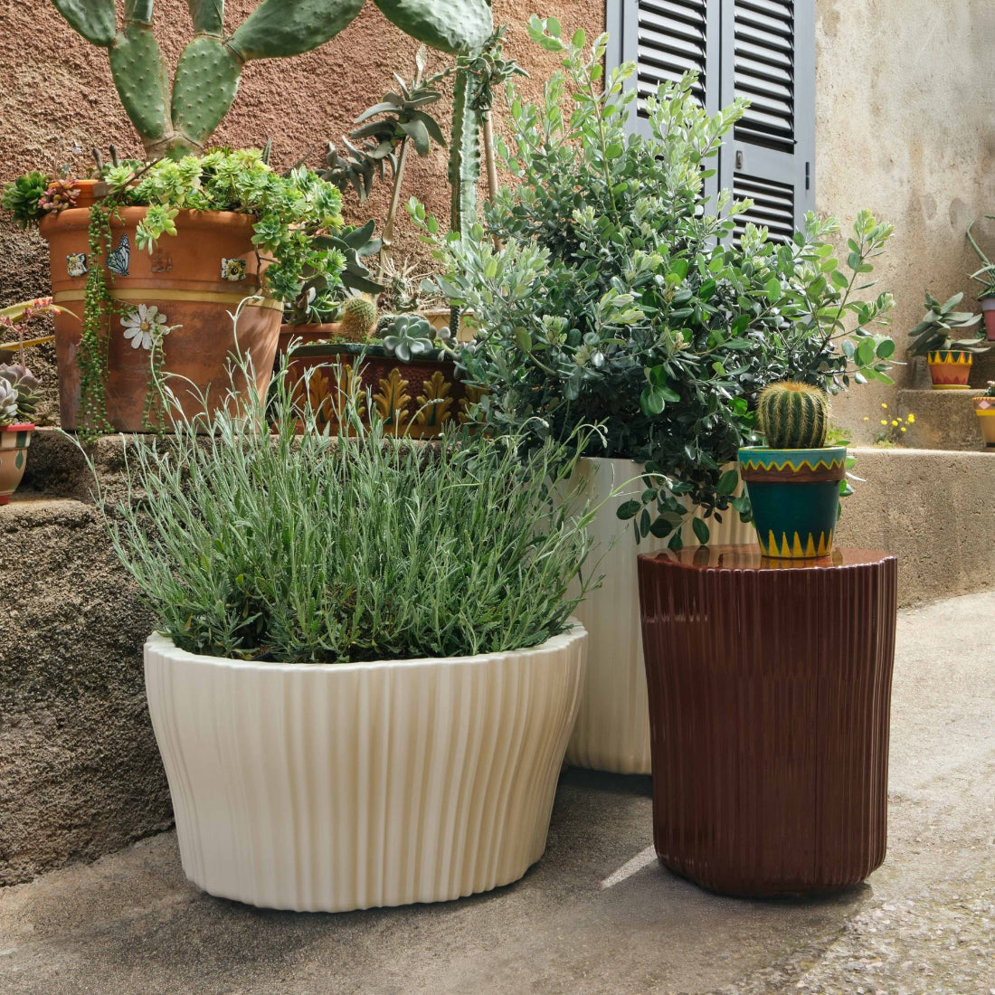 Corteza Mesa Lateral